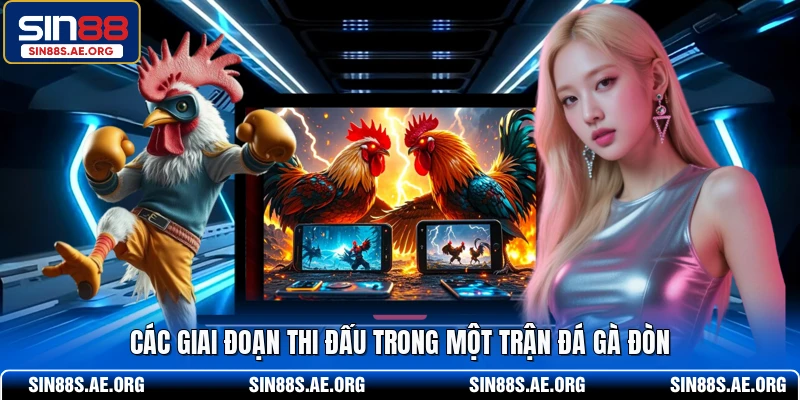 Các giai đoạn thi đấu trong một trận đá gà đòn