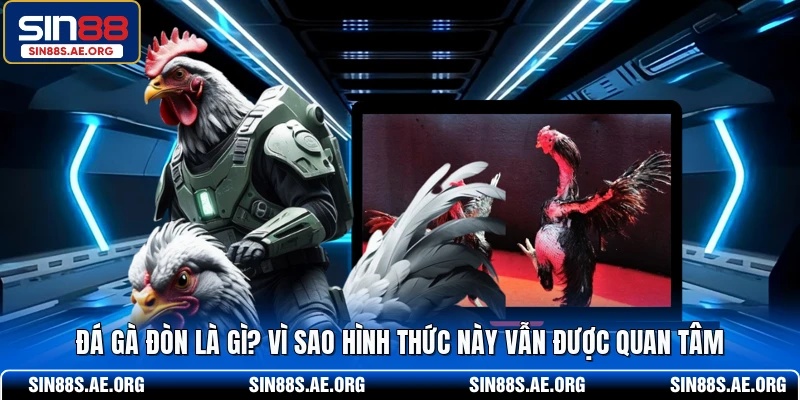 Đá Gà Đòn Là Gì? Vì Sao Hình Thức Này Vẫn Được Quan Tâm