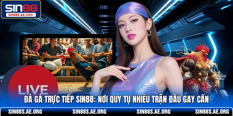 Đá Gà Trực Tiếp - Nơi Quy Tụ Nhiều Trận Đấu Gay Cấn Tại SIN88