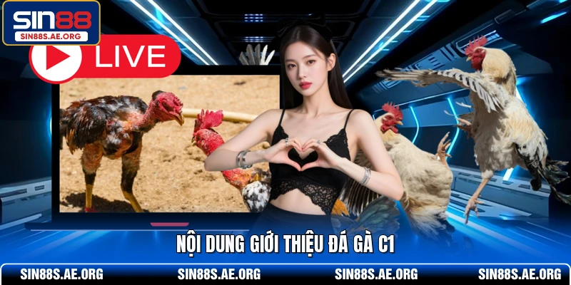 Nội dung giới thiệu đá gà C1