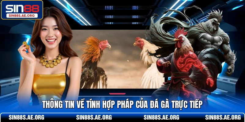 Thông tin về tính hợp pháp của đá gà trực tiếp