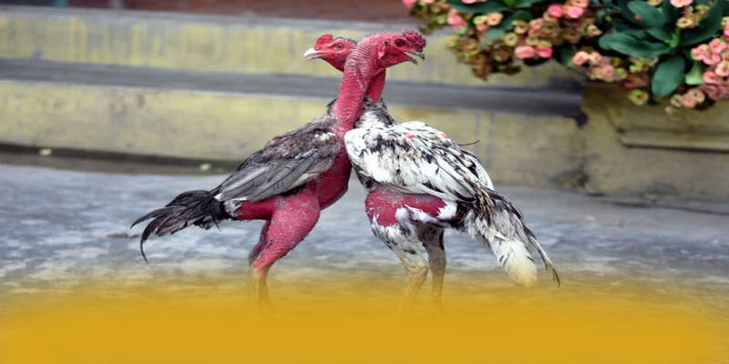 Chương trình thưởng hấp dẫn dành cho tất cả người chơi tại BET88